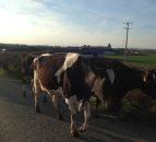 'Herds of 150 cattle or more are 50% more likely to suffer TB outbreak'