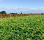 21 landowners apply to cut hedges in Clare under paid hedgecutting scheme