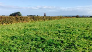 21 landowners apply to cut hedges in Clare under paid hedgecutting scheme