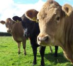China is to build a cloning factory to produce 1m beef cattle