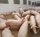 Efforts continue to secure Chinese access for pork produced in Northern Ireland