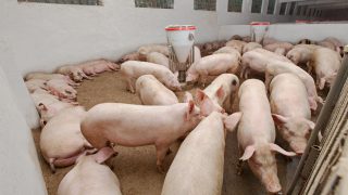 Efforts continue to secure Chinese access for pork produced in Northern Ireland
