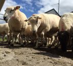 UK police use sheep line-up to reunite farmers with their flock!