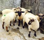 Northern Ireland should have its own halal processing facility for sheep - LMC