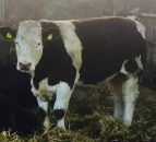 Farmers to face difficulty getting cattle slaughtered next week