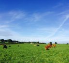 'Now is a good time to review parasite control in young stock'