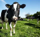Dairy Crest completes sale of dairies to Muller