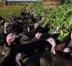 Video: Want a turkey reared on kale, cabbage and apples for Christmas?