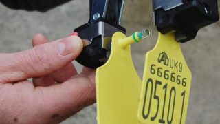 Compulsory testing for BVD comes into effect in Northern Ireland today