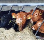 Calls for European Competition Commissioner to investigate ABP Slaney deal