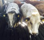 Beef kill back 86,568 head on 2014 levels - Weekly kill drops by 5%