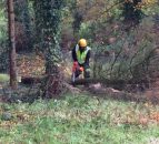 Know how to risk assess a tree and how to operate a chainsaw properly?