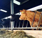 'Foolhardy in the extreme to curb the production of beef' - Meat processors