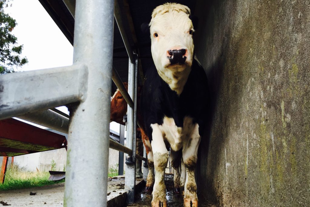 Brucellosis animal health