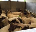 Over 14,000 Northern Irish spring lambs slaughtered in Ireland in two weeks - LMC