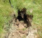 Pics: Calf has lucky escape after fall into a water course