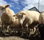 New Zealand lamb crop at its lowest in 60 years