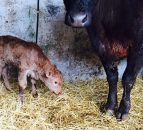 How to get good quality colostrum and how soon it should be fed