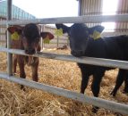 New rules brought in to combat bobby calf abuse in New Zealand