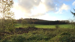 Government launches £50 million tree-planting scheme