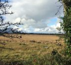 Scottish Land Commission appoints new chair and 2 land commissioners