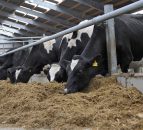 Northern Ireland's beef and dairy herd numbers up