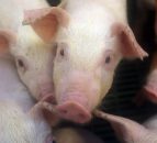 EU storage aid scheme for pigmeat closed after just 3 weeks
