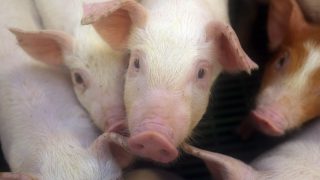 EU storage aid scheme for pigmeat closed after just 3 weeks