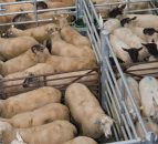 'No-deal' could have immense impact on marts in Northern Ireland