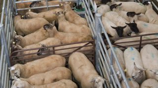‘No-deal’ could have immense impact on marts in Northern Ireland