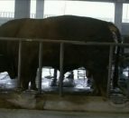Video: Is this the world's largest bull? He weighs 1,887kg!
