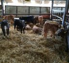 Beef sired calf registrations at highest level since 2008 in Northern Ireland