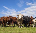 Levy bodies take first step promoting sustainability of UK beef and lamb