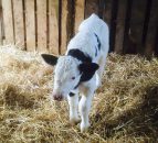 9 ways to minimise the risk of Johne's Disease on your farm