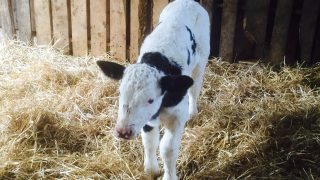9 ways to minimise the risk of Johne’s Disease on your farm