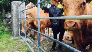 Northern farmers warned to remain vigilant for warble fly