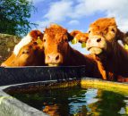 'Northern Ireland can now apply for BSE Negligible Status'