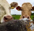 Another hike in UK cattle prices last week