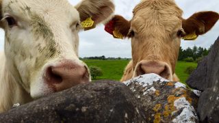 3% rise in European beef production a worry for Ireland – Dawn Meats