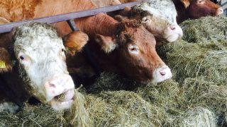 Mad Cow Disease (BSE) detected in Spain