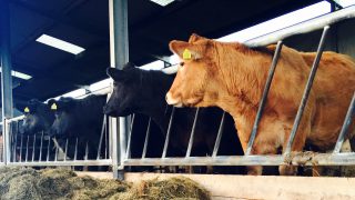 ‘Realistic wildlife culling policy needed before agreement on TB eradication can be reached’