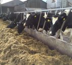 EU dairy cow numbers to decline but milk production to remain ahead of 2015