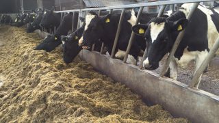 EU dairy cow numbers to decline but milk production to remain ahead of 2015