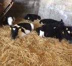 Appeal for information after 30 calves stolen from farm