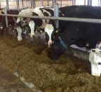 UK dairy margins continue to fall and the worst has yet to come