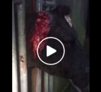 Video: Graphic video shows cows with their ears torn off by dogs