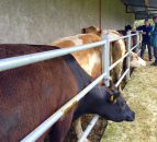 EU sanctions €62m for TB eradication and control programmes