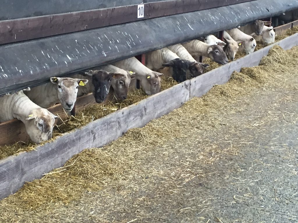 Sheep