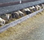 10 things a farmer should do if his sheep are attacked by dogs
