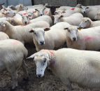 New Zealand sheepmeat exports hit 15-year high